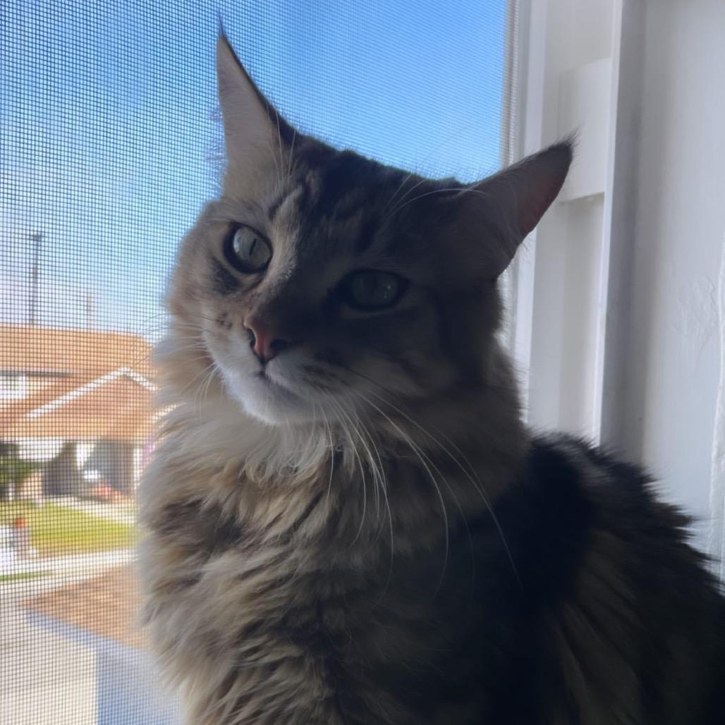 Meeko, a Adoptable Domestic Medium Hair in Long Beach, CA image 1/6