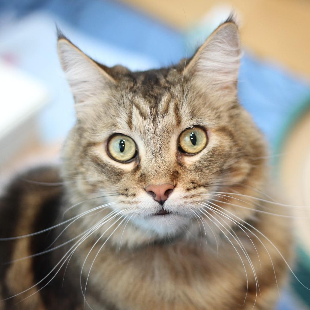 Meeko, a Adoptable Domestic Medium Hair in Long Beach, CA image 5/6
