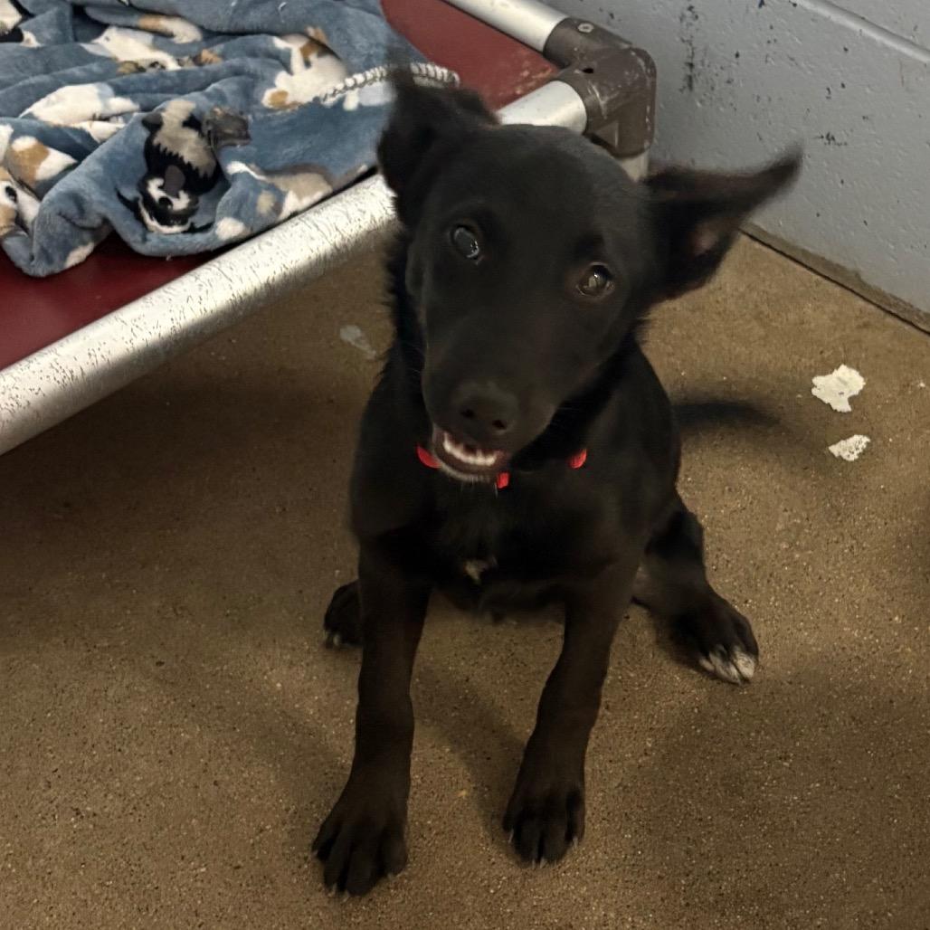 Canary, ADOPTABLE, Young Female German Shepherd Dog.