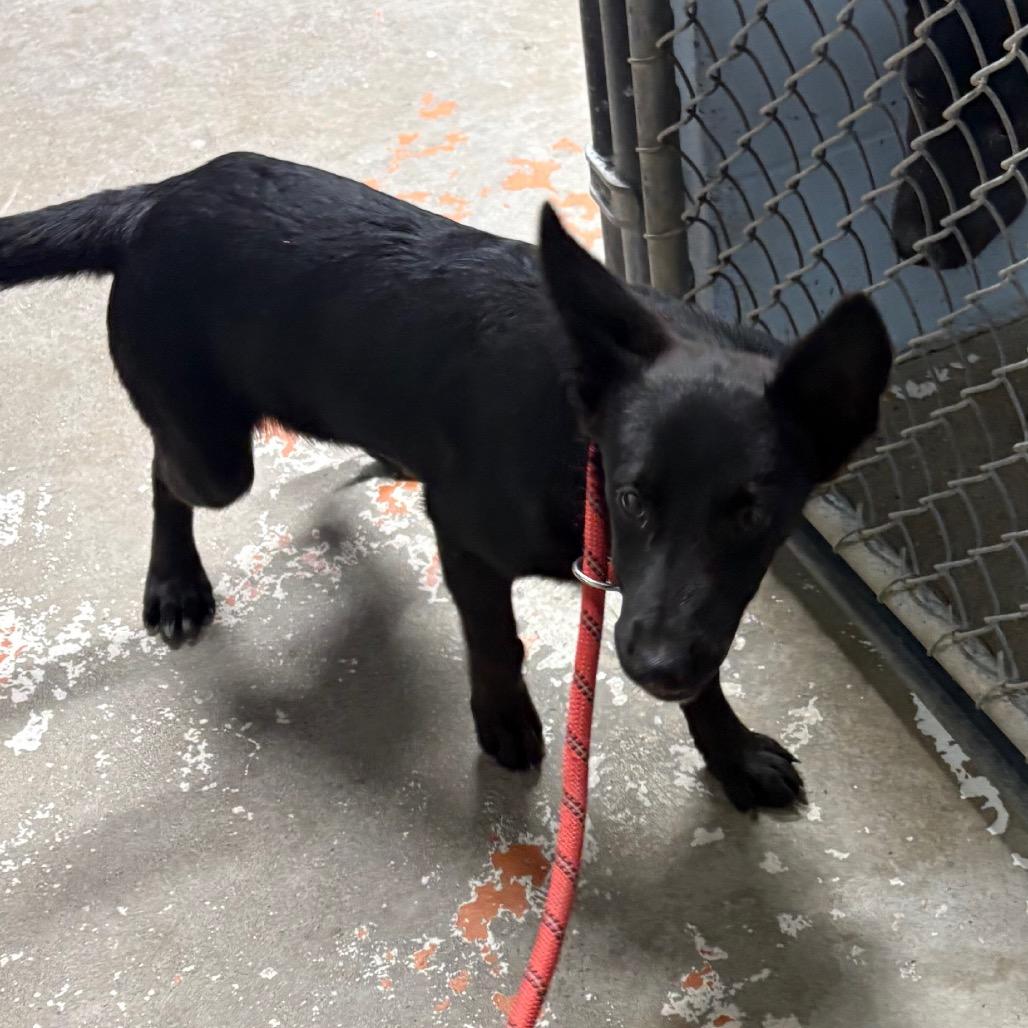 Canary, a ADOPTABLE German Shepherd Dog in Crookston, MN image 3/3