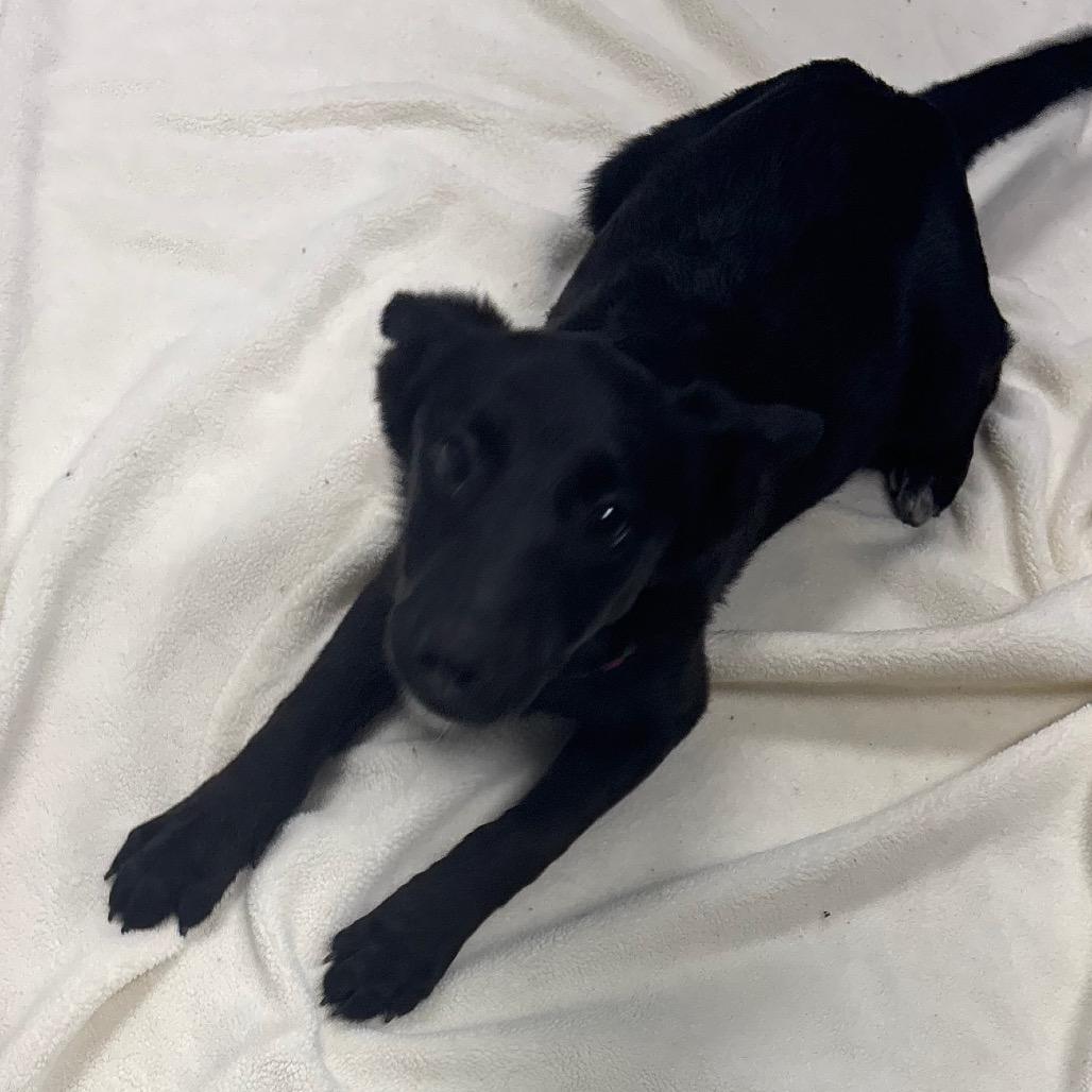 Canary, a ADOPTABLE German Shepherd Dog in Crookston, MN image 2/3