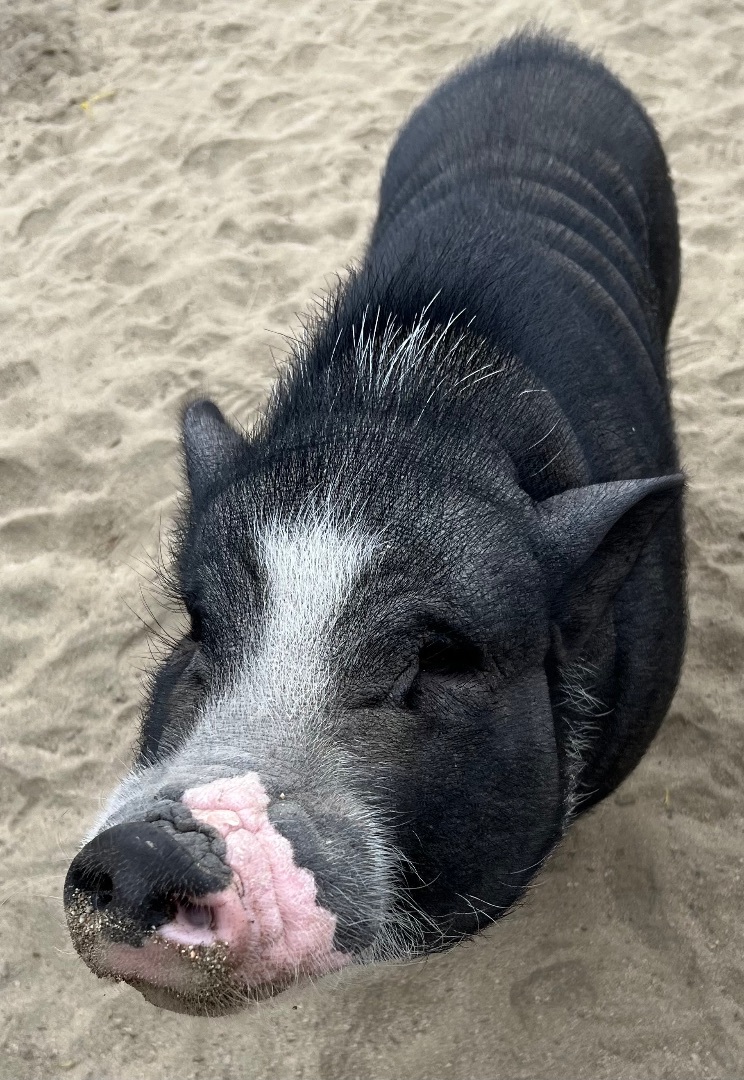 Kermit, a Adoptable mixed breed in Palm Desert, CA image 2/6