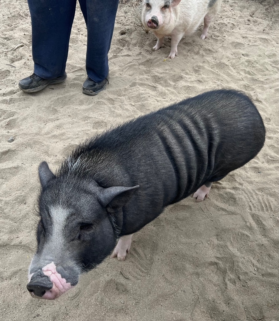 Kermit, a Adoptable mixed breed in Palm Desert, CA image 5/6