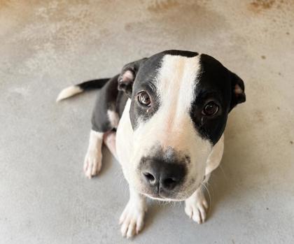 Mellie, Adoptable, Adult Female Pit Bull Terrier.
