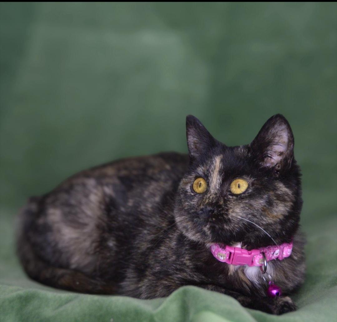 Anastasia , adoptable, Young Female Domestic Short Hair.