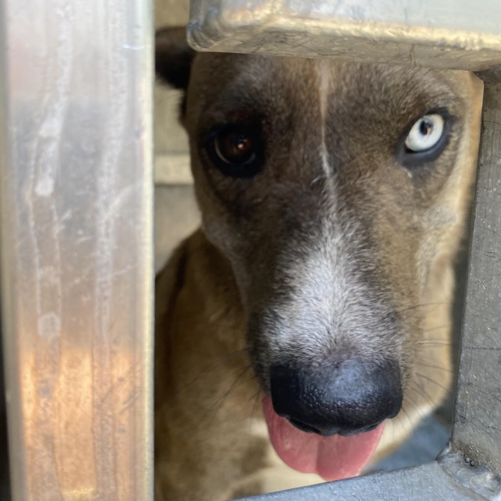Enlarge Runna (Bowie), a Adoptable mixed breed in Greensboro, NC image 1/6