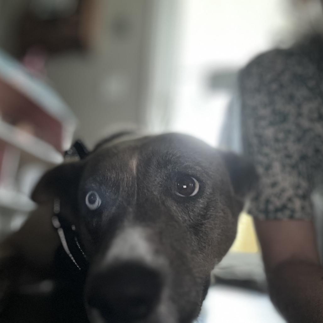 Enlarge Runna (Bowie), a Adoptable mixed breed in Greensboro, NC image 3/6
