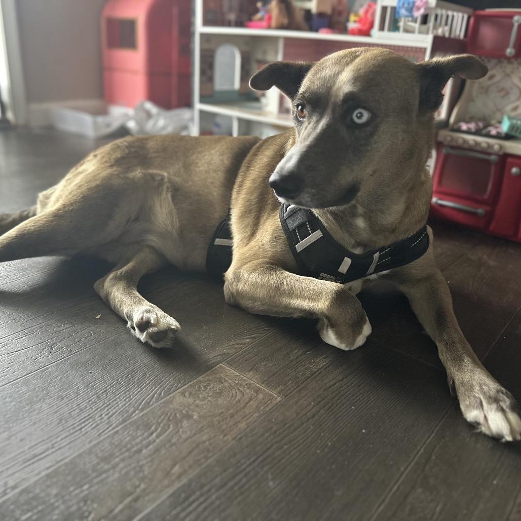 Enlarge Runna (Bowie), a Adoptable mixed breed in Greensboro, NC image 4/6