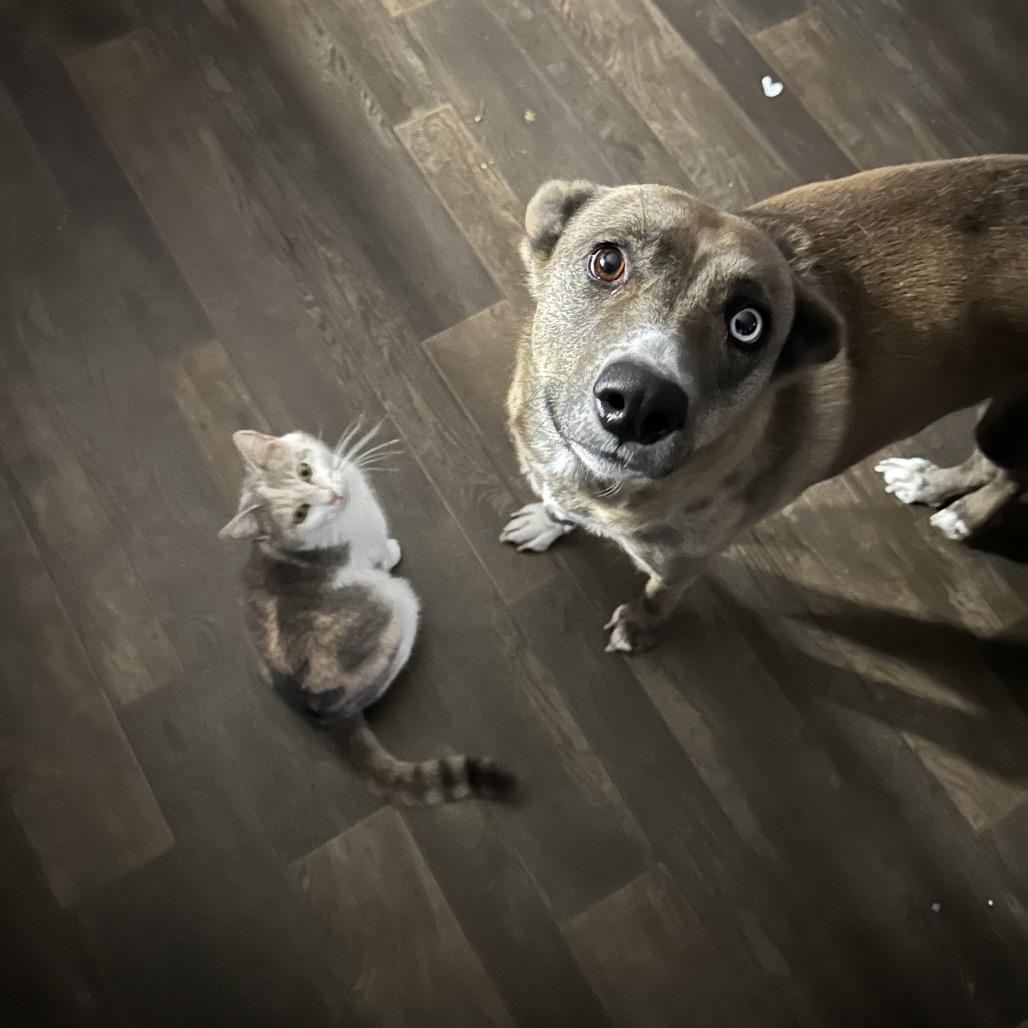 Enlarge Runna (Bowie), a Adoptable mixed breed in Greensboro, NC image 5/6