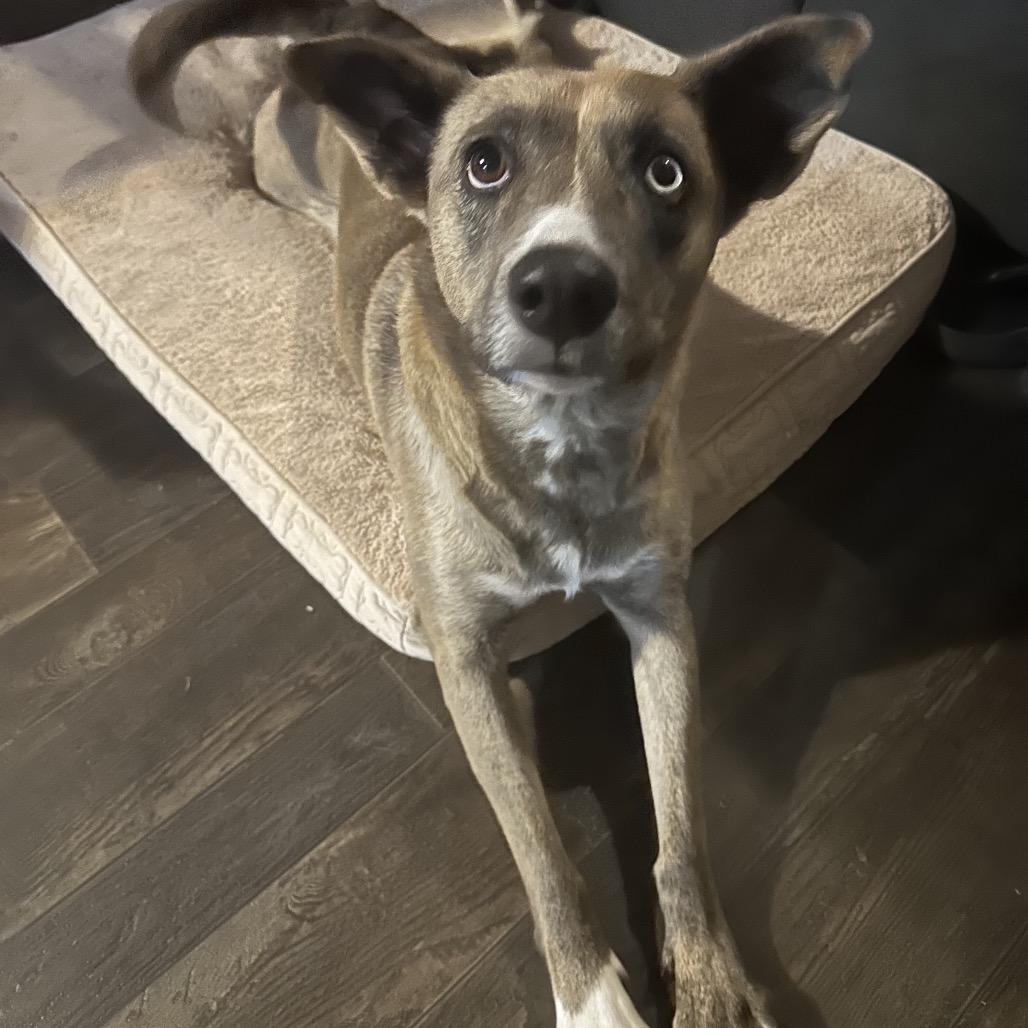 Enlarge Runna (Bowie), a Adoptable mixed breed in Greensboro, NC image 6/6