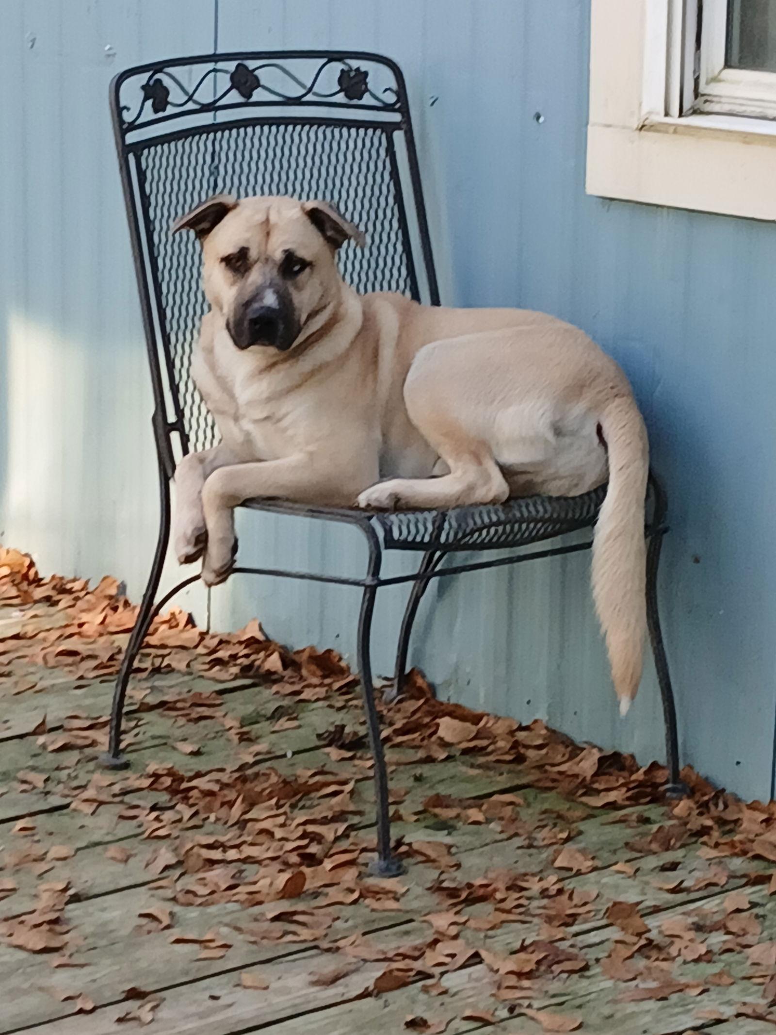 Enlarge Jacoby, a Adoptable Husky in Winton, NC image 1/3