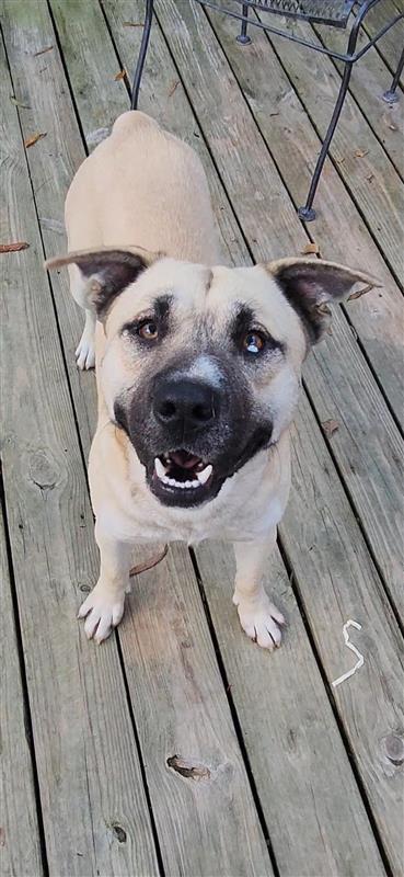 Jacoby, Adoptable, Adult Male Husky.