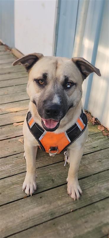 Enlarge Jacoby, a Adoptable Husky in Winton, NC image 3/3