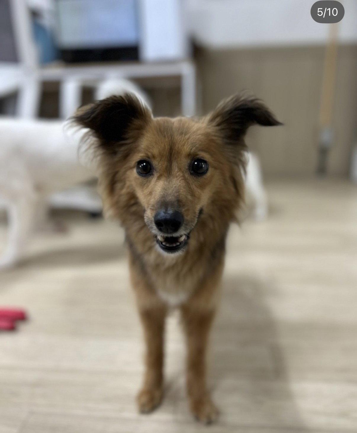 Enlarge COFFEE, a Adoptable mixed breed in Agoura Hills, CA image 1/2