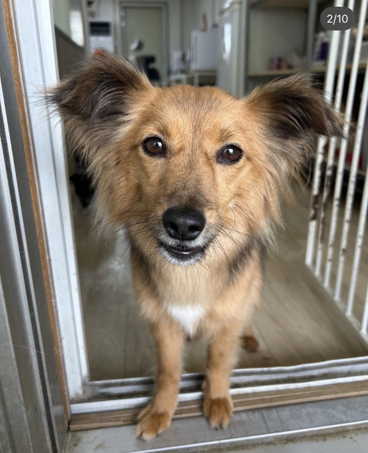 Enlarge COFFEE, a Adoptable mixed breed in Agoura Hills, CA image 2/2