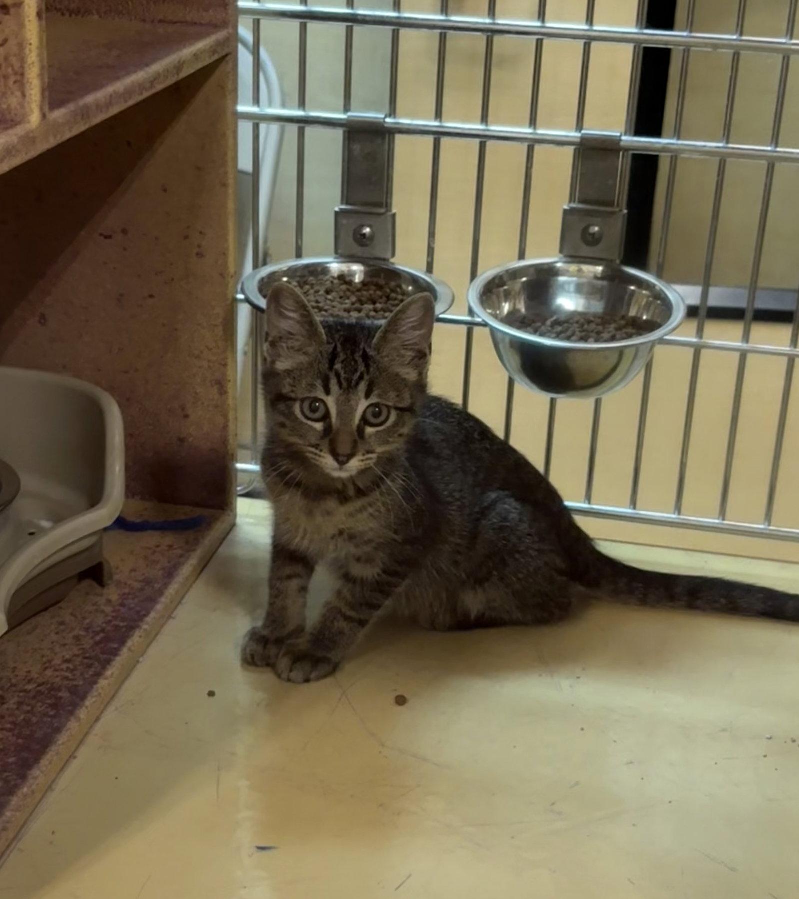 Frederick, a Adoptable Domestic Short Hair in Rowlett, TX image 1/2