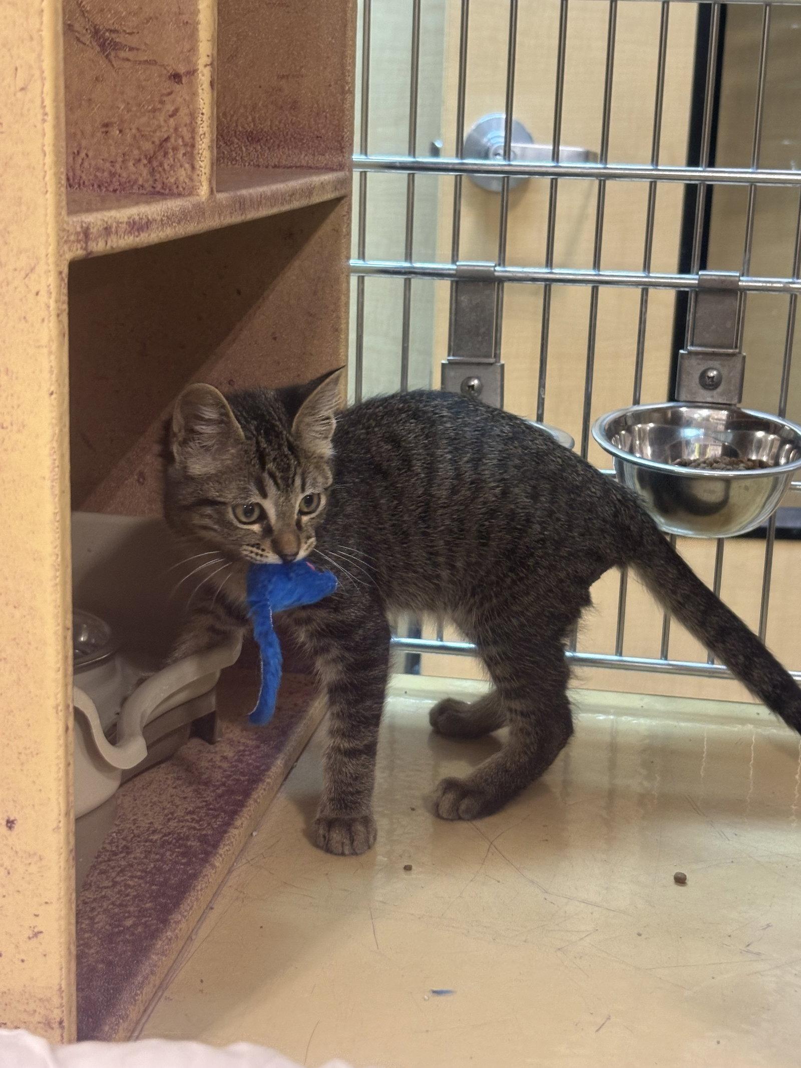Frederick, a Adoptable Domestic Short Hair in Rowlett, TX image 2/2