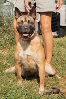 Sadie, Adopted, Adult Female Mixed Breed.