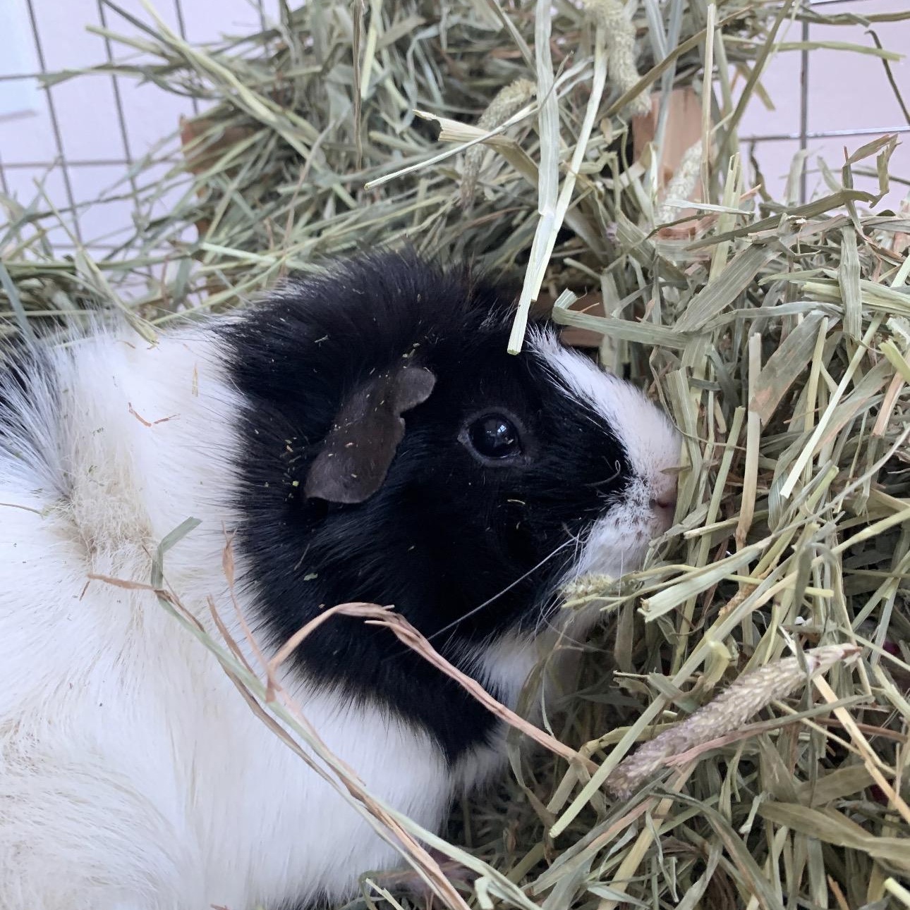 Enlarge Benji and Bruce, a ADOPTABLE Guinea Pig in Walnut Grove, CA image 3/3