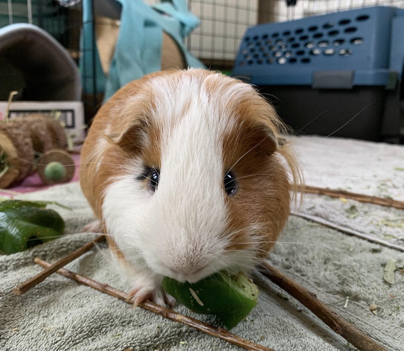 Benji and Bruce, ADOPTABLE, Adult Male Guinea Pig.