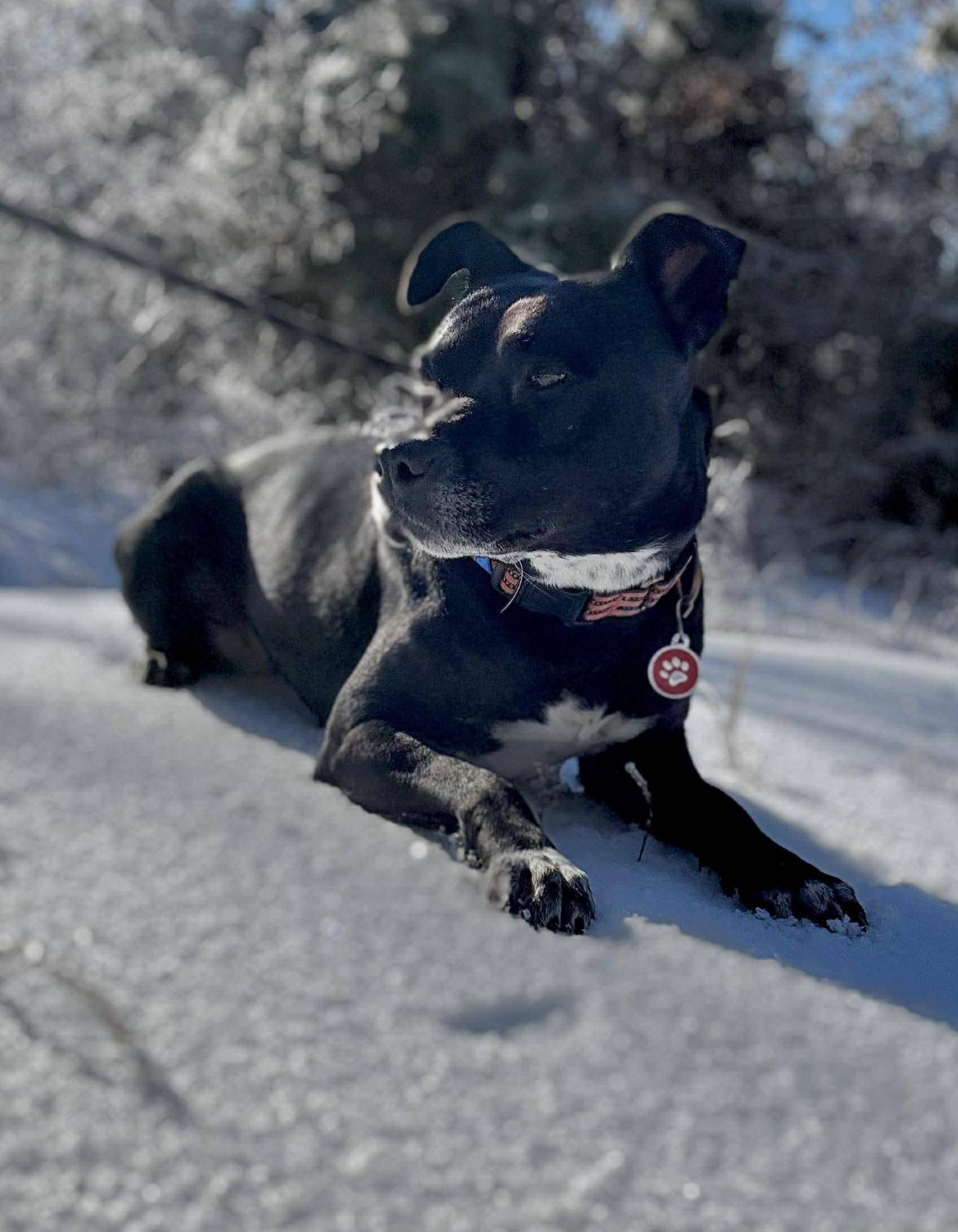 Enlarge PEPPER, a ADOPTABLE Terrier in Waverly, TN image 1/2