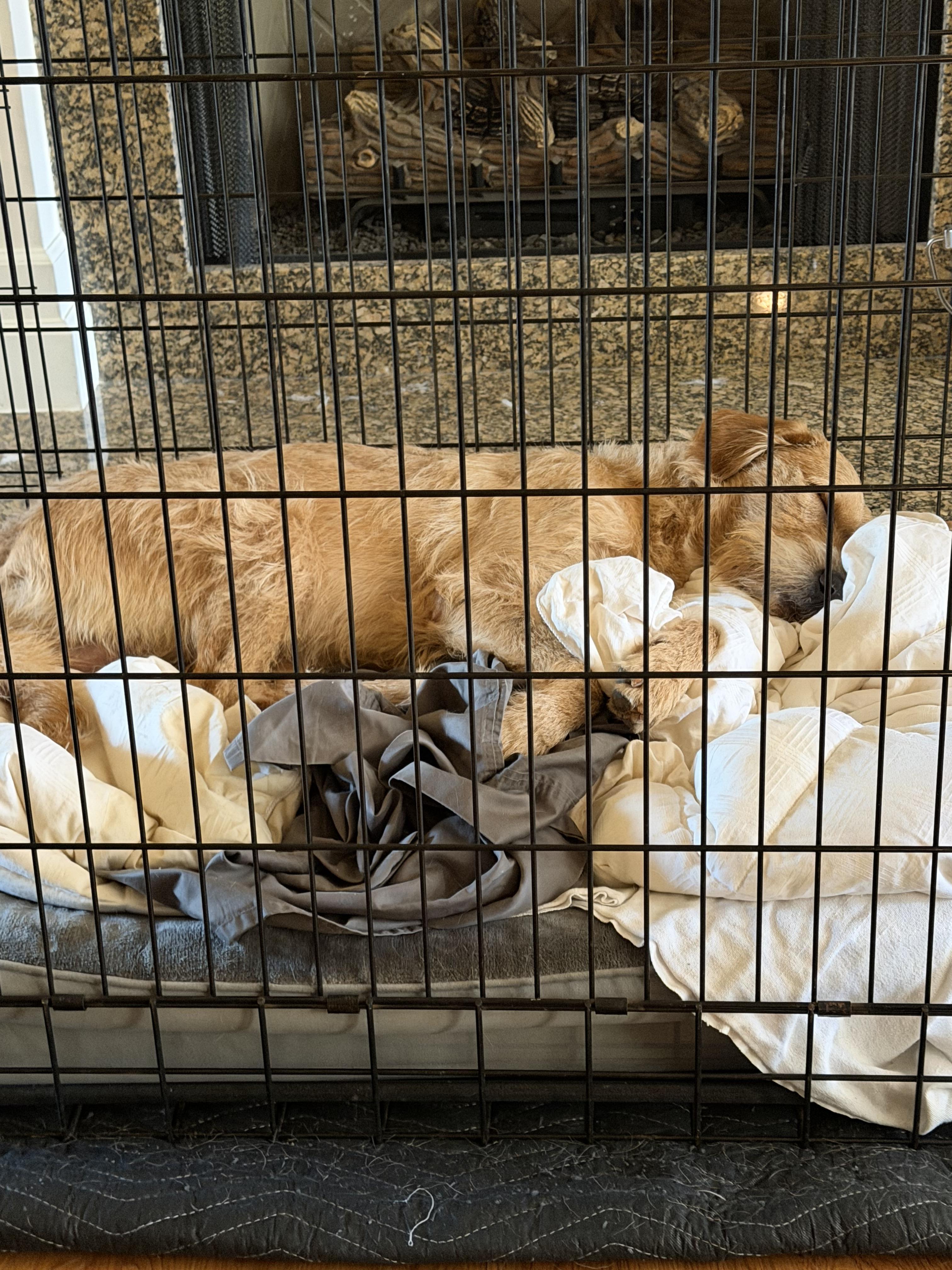 Enlarge Kingsley, a Adoptable mixed breed in Little Rock, AR image 4/6