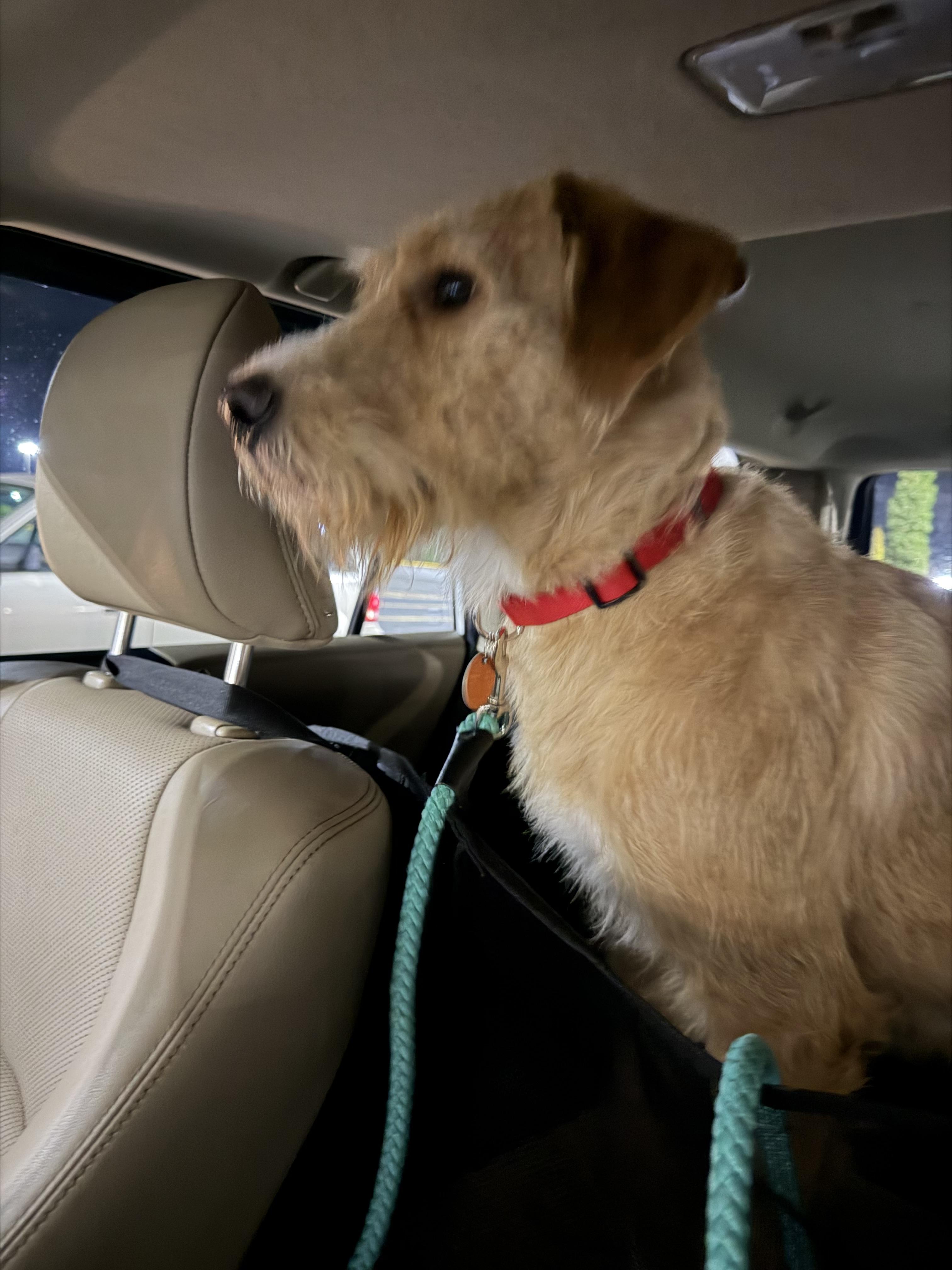 Enlarge Kingsley, a Adoptable mixed breed in Little Rock, AR image 5/6