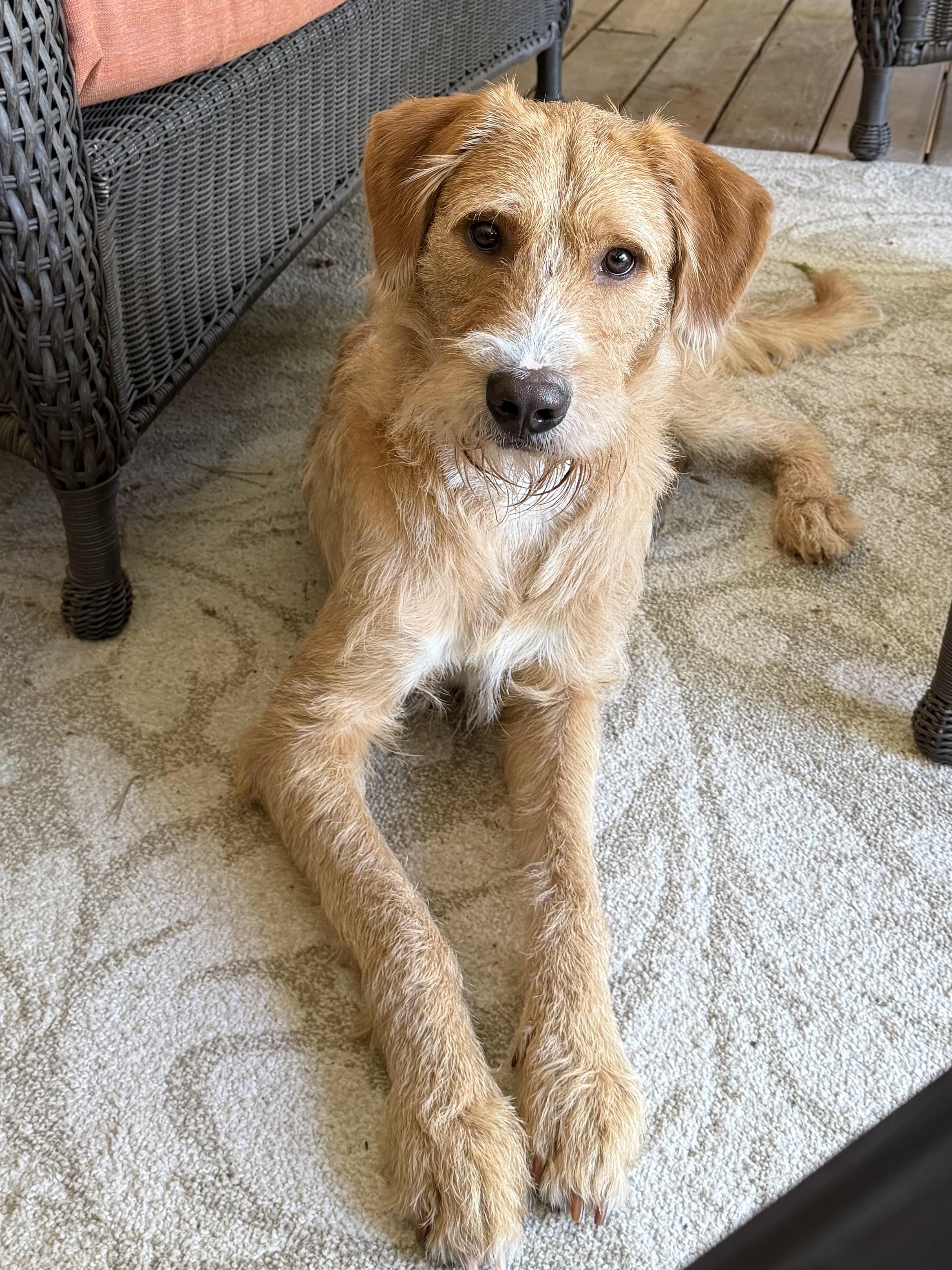 Enlarge Kingsley, a Adoptable mixed breed in Little Rock, AR image 3/6