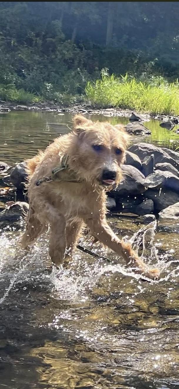 Enlarge Kingsley, a Adoptable mixed breed in Little Rock, AR image 2/6