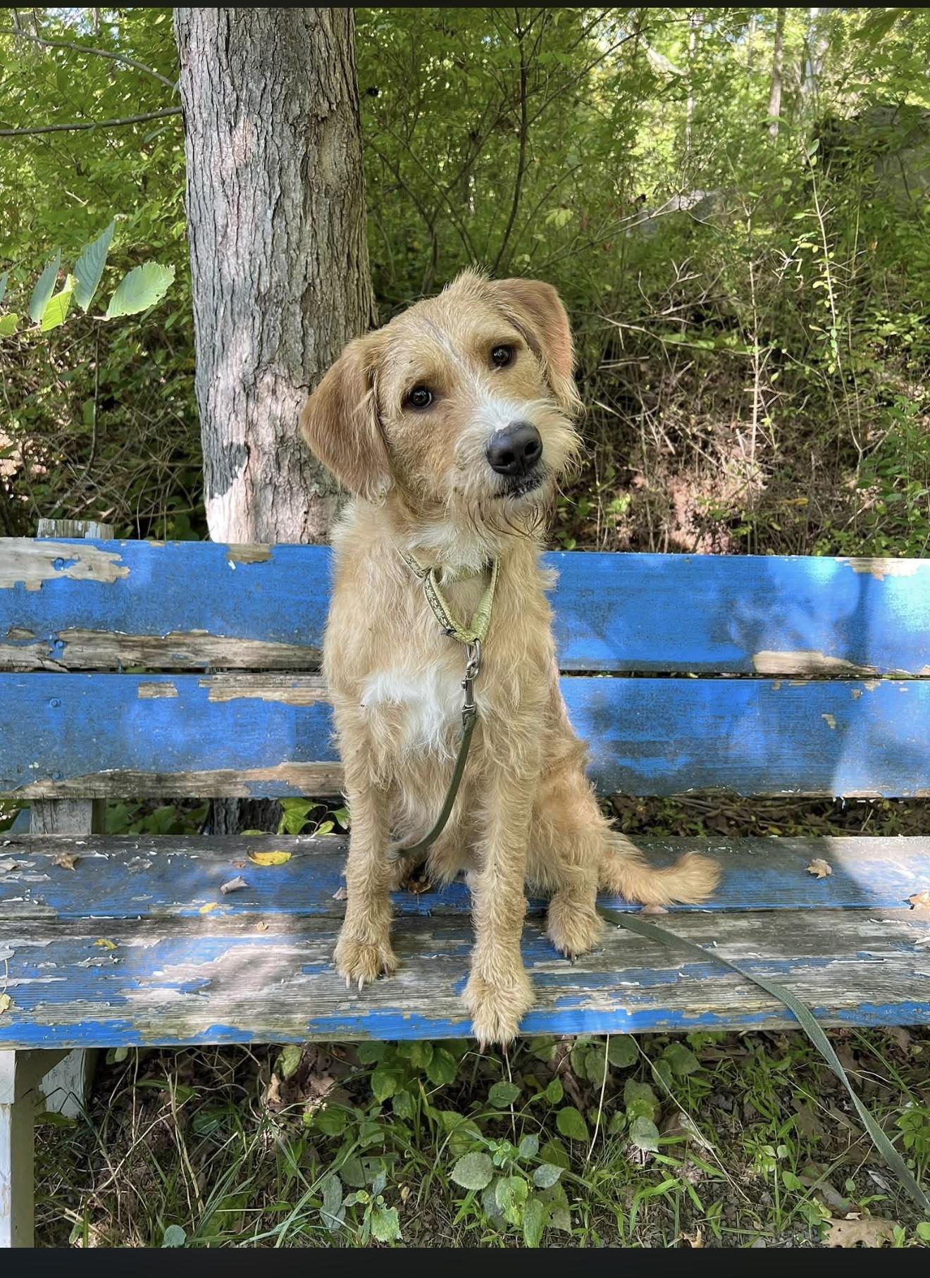 Kingsley, Adoptable, Adult Male Labradoodle & Wirehaired Terrier.