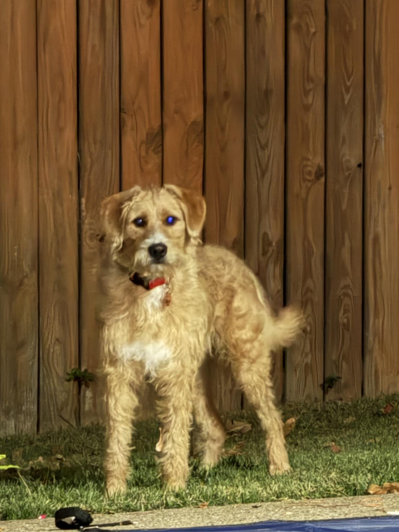 Enlarge Kingsley, a Adoptable mixed breed in Little Rock, AR image 6/6