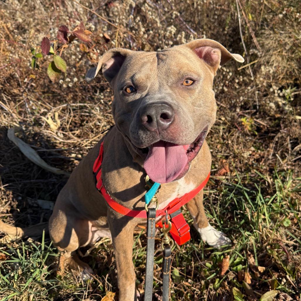 Bennett, Adoptable, Adult Male Mixed Breed.