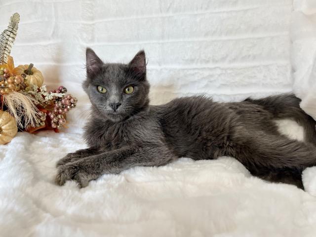 Vaughn, Adoptable, Young Male Domestic Short Hair.