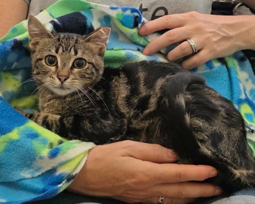 Santino, ADOPTABLE, Kitten Male Domestic Short Hair & Tabby.