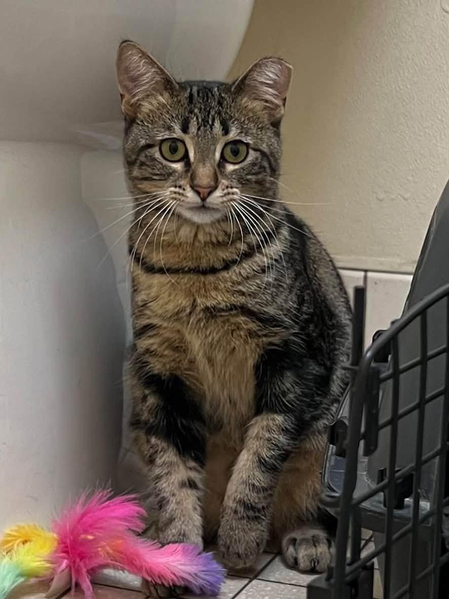 Santino, Adoptable, Kitten Male Domestic Short Hair & Tabby.