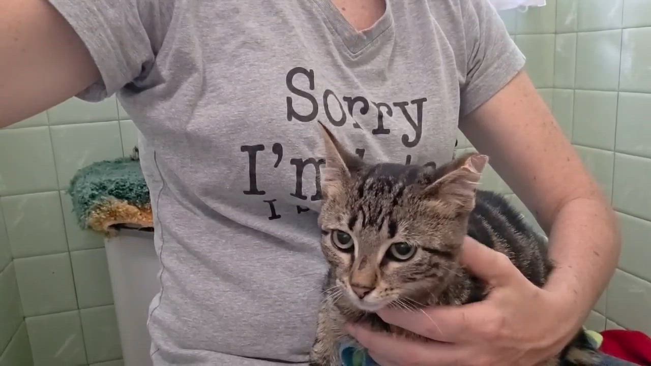 Enlarge Santino, a ADOPTABLE mixed breed in Chicago, IL video 5/6