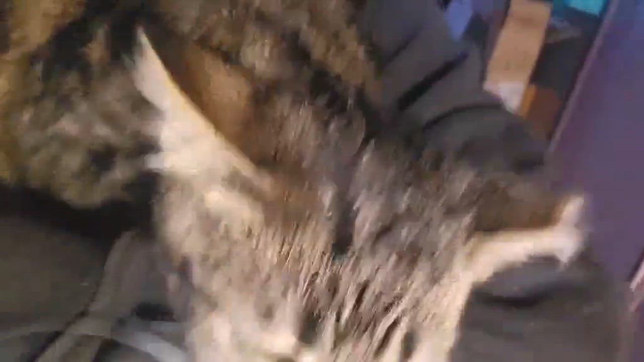 Enlarge Santino, a Adoptable mixed breed in Chicago, IL video 6/6