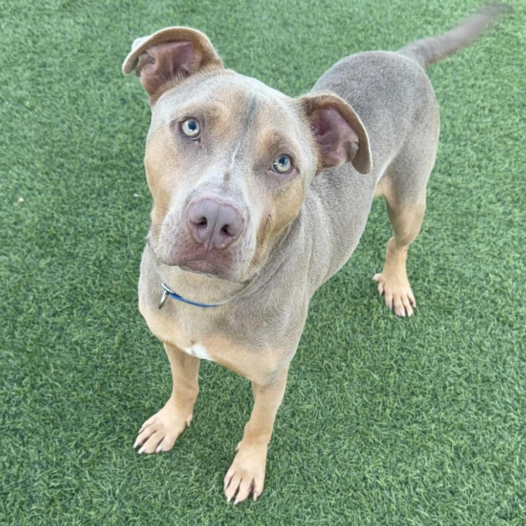 Enlarge Liam A2203101, a Adoptable mixed breed in San Antonio, TX image 3/6