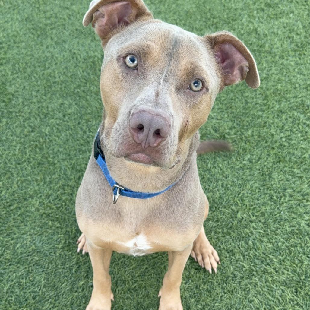 Enlarge Liam A2203101, a Adoptable mixed breed in San Antonio, TX image 4/6