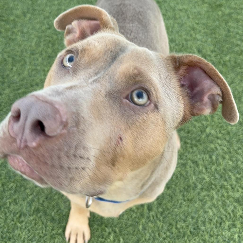 Enlarge Liam A2203101, a Adoptable mixed breed in San Antonio, TX image 6/6