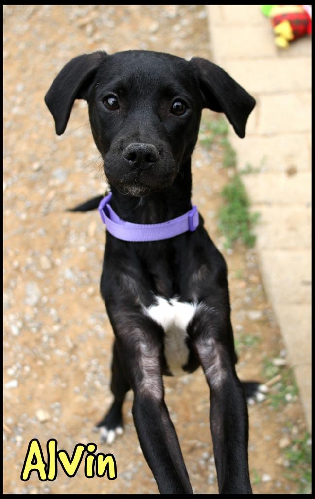 Alvin, a ADOPTABLE mixed breed in Shippenville, PA image 1/4