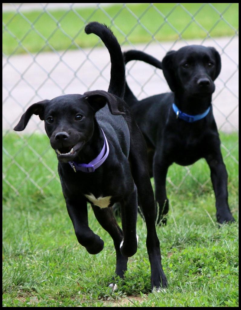 Alvin, a ADOPTABLE mixed breed in Shippenville, PA image 2/4