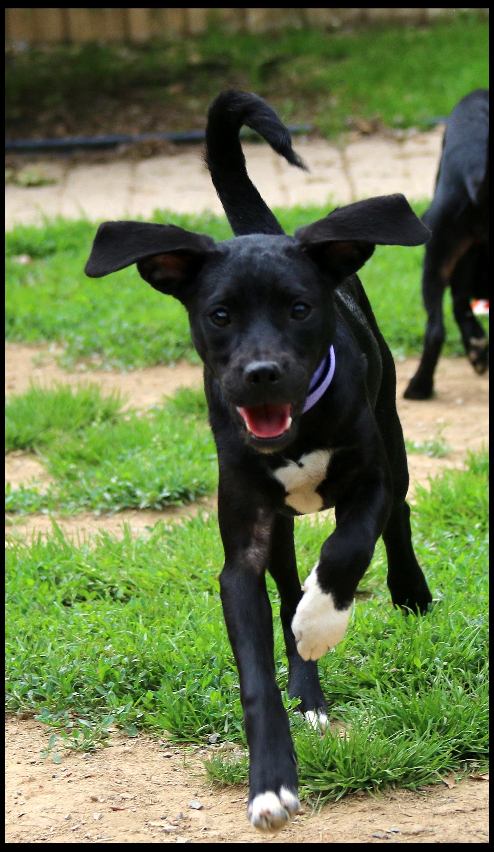 Alvin, a ADOPTABLE mixed breed in Shippenville, PA image 4/4