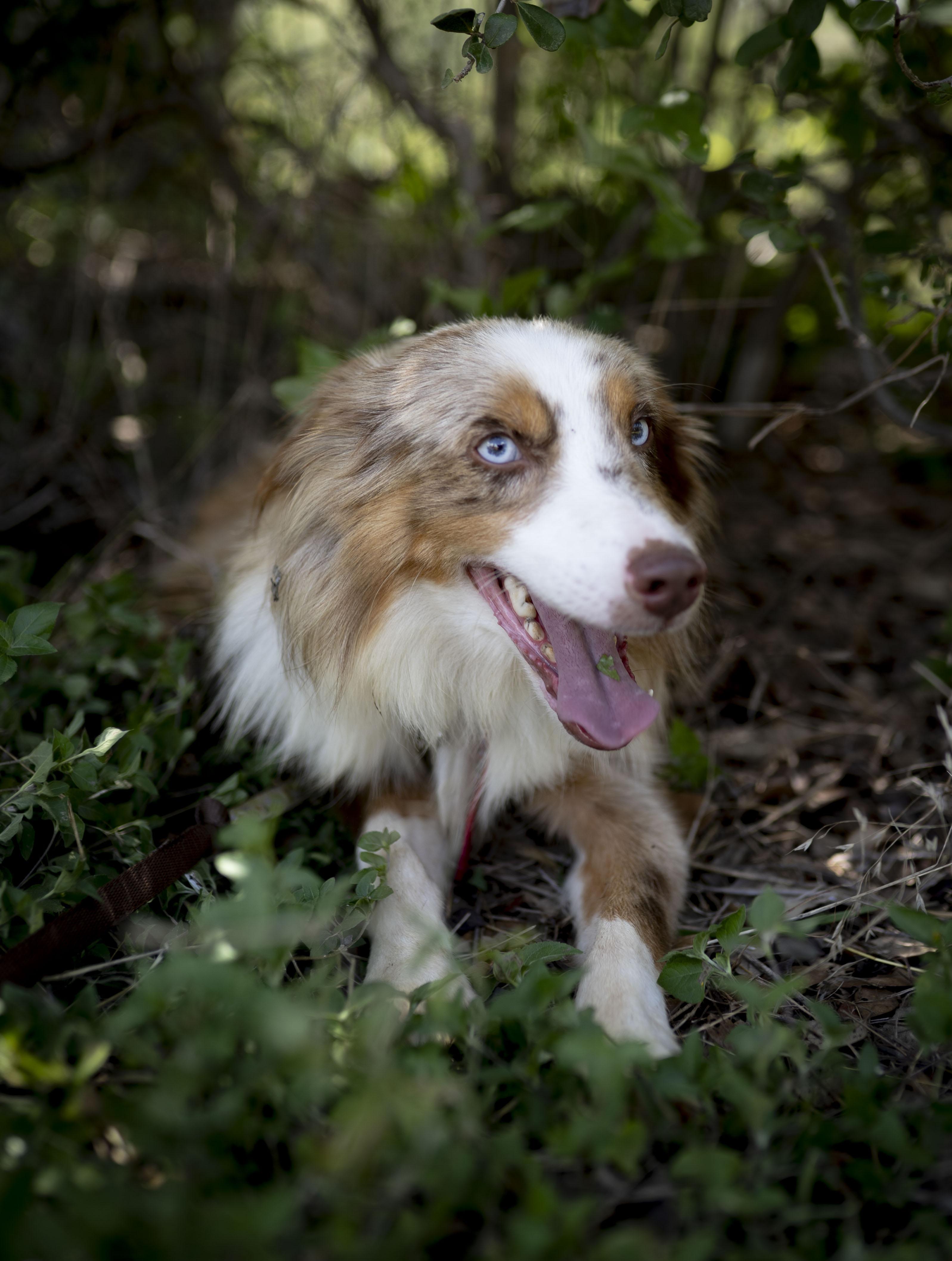 Enlarge Moose, a Adopted Australian Shepherd in Driftwood, TX image 3/6