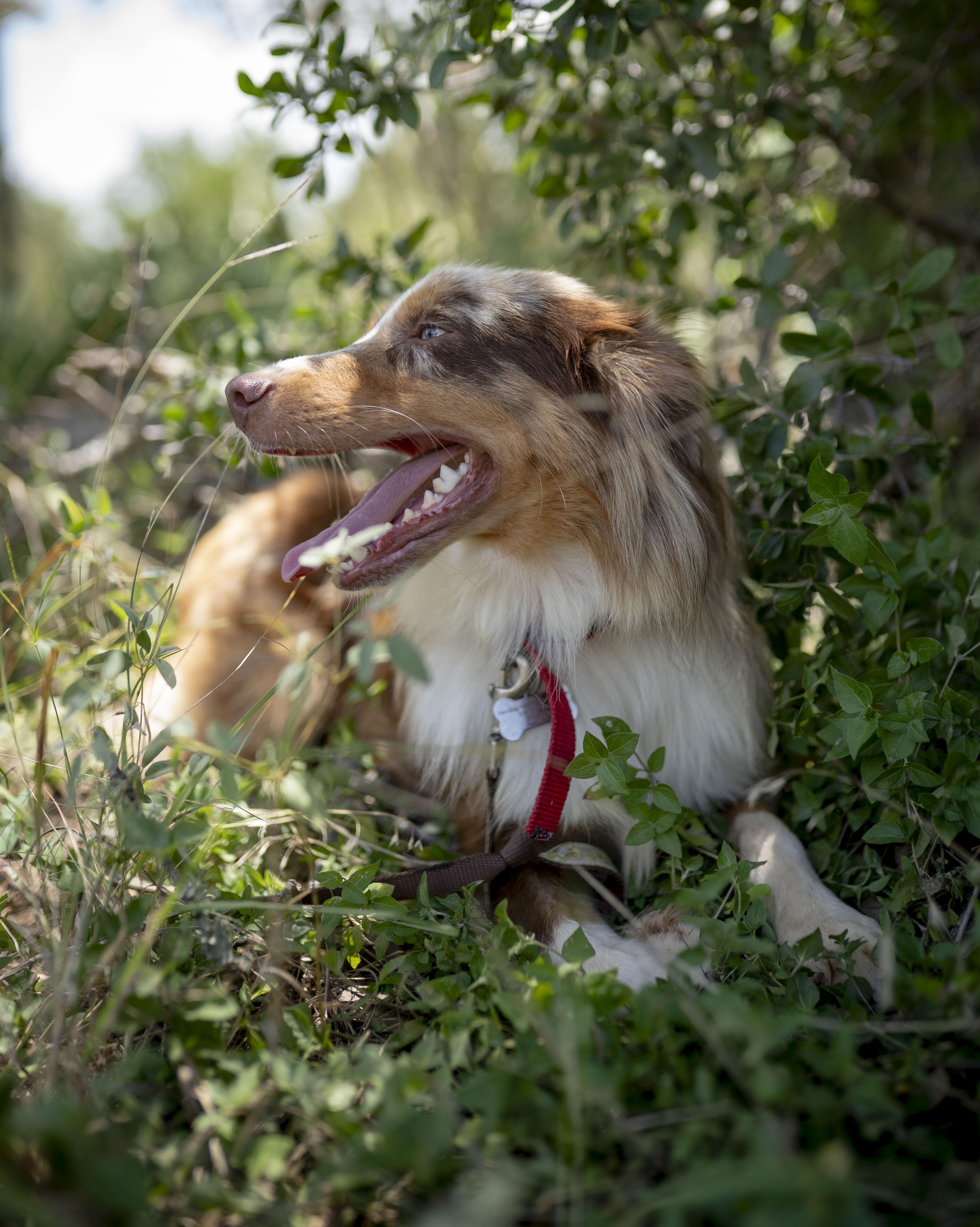 Enlarge Moose, a Adopted Australian Shepherd in Driftwood, TX image 5/6