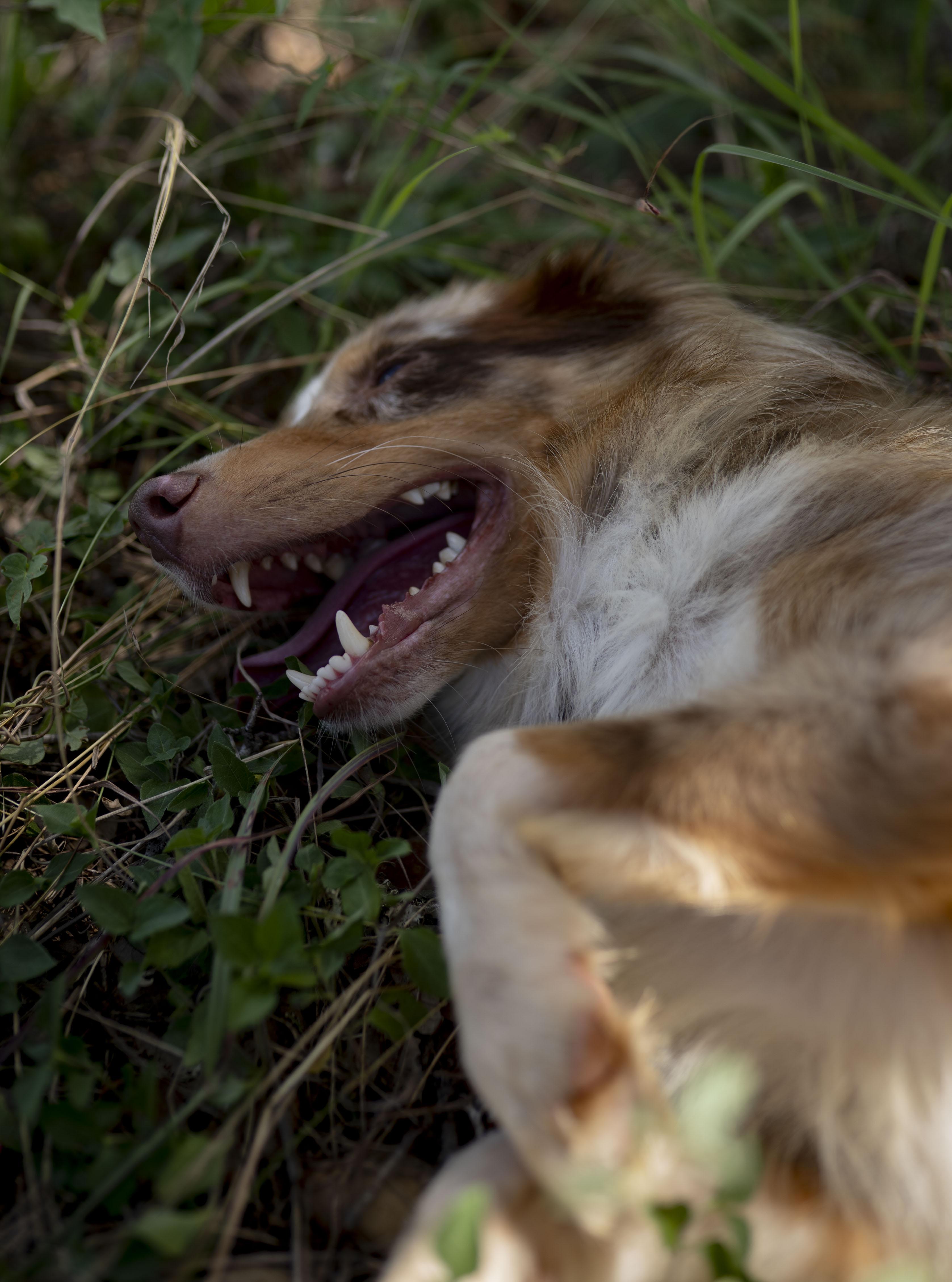 Enlarge Moose, a Adopted Australian Shepherd in Driftwood, TX image 6/6