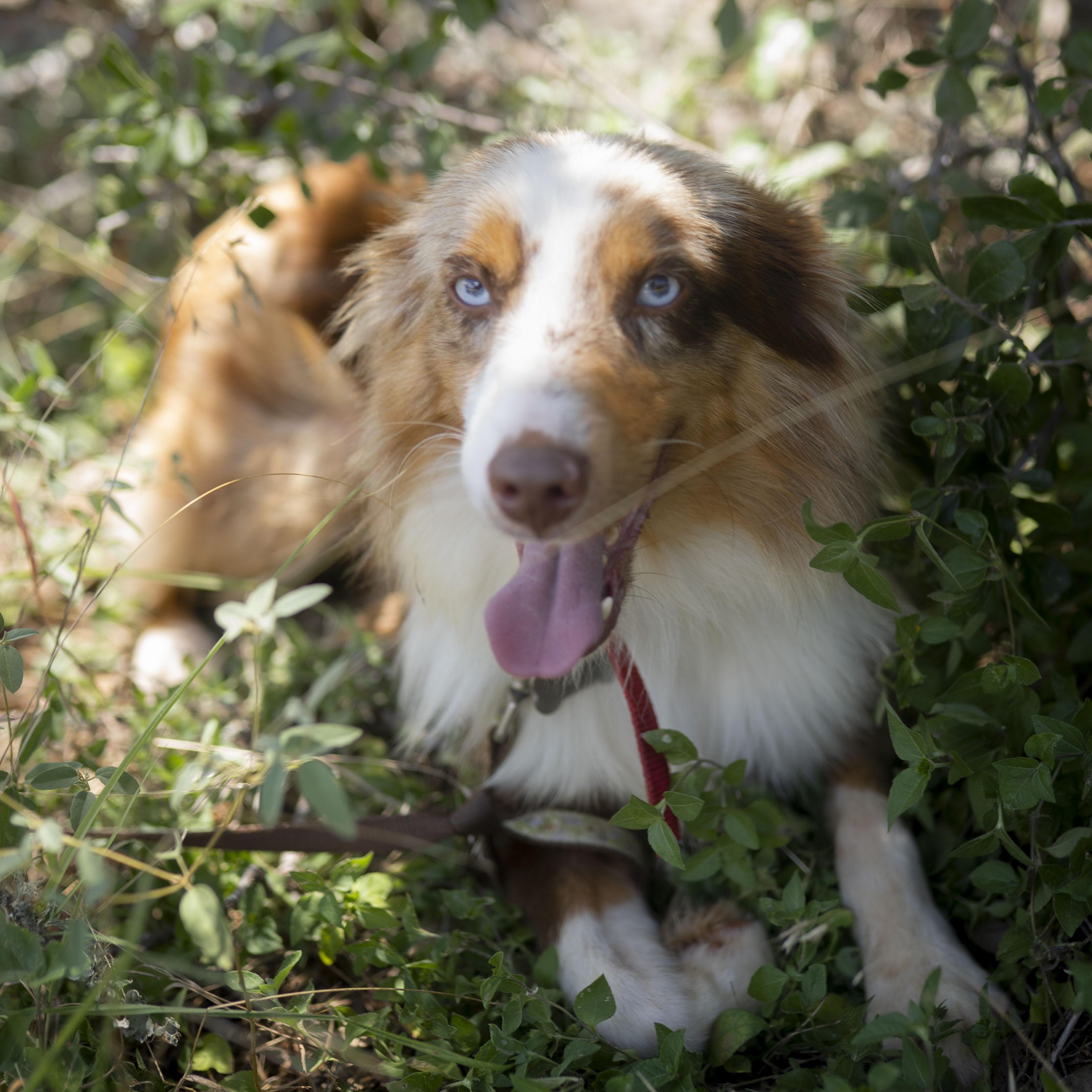 Enlarge Moose, a Adopted Australian Shepherd in Driftwood, TX image 1/6