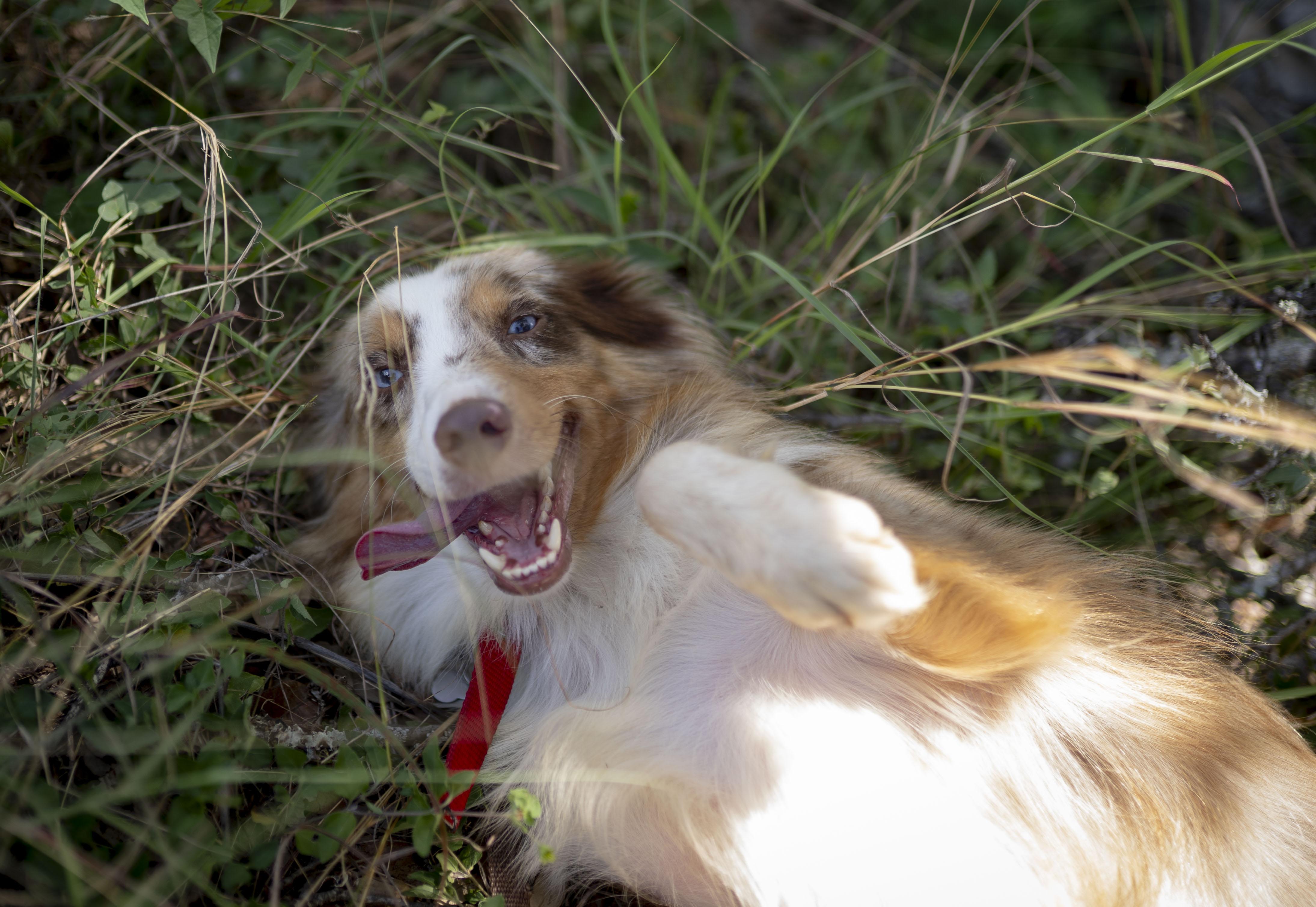 Enlarge Moose, a Adopted Australian Shepherd in Driftwood, TX image 2/6