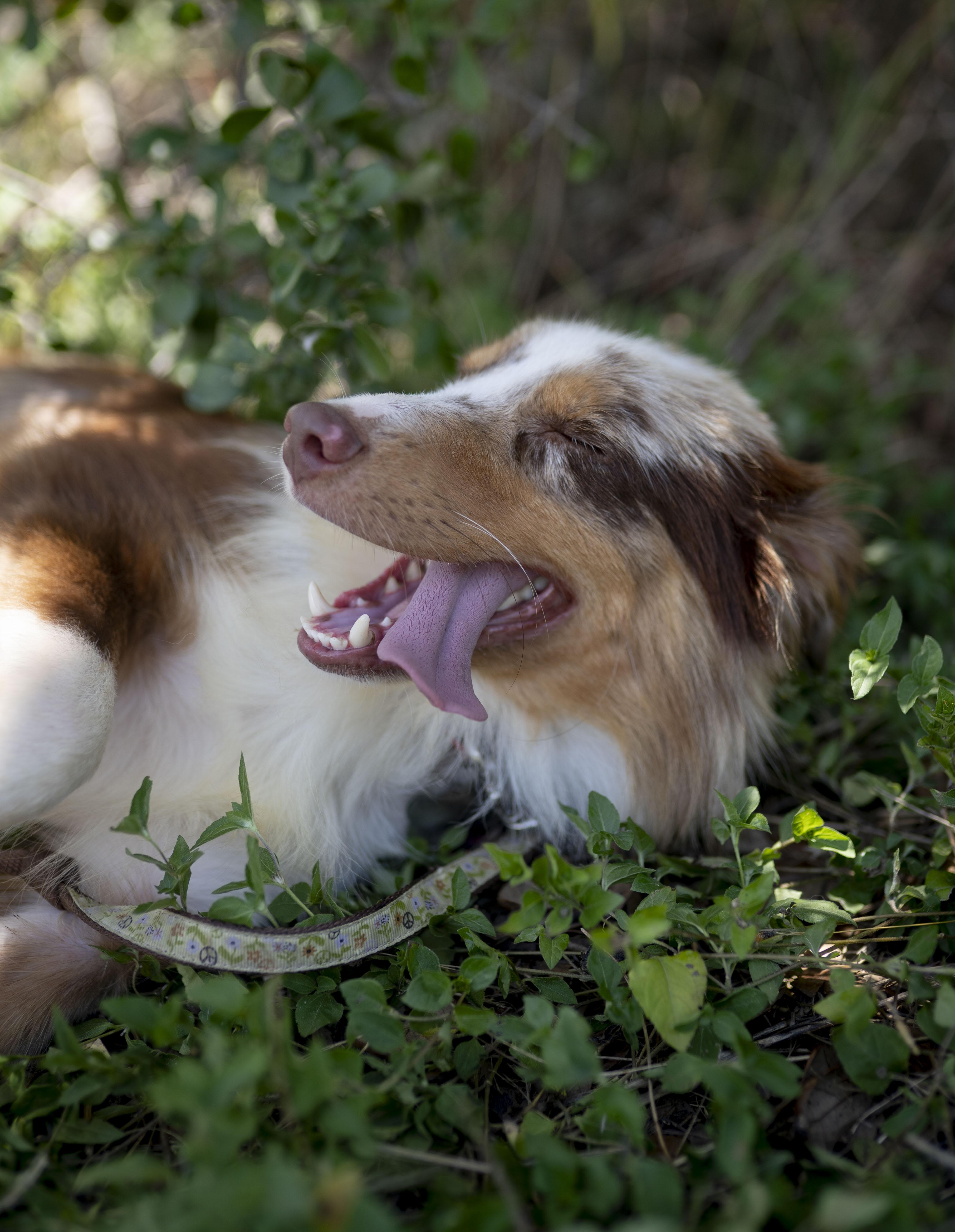 Enlarge Moose, a Adopted Australian Shepherd in Driftwood, TX image 4/6