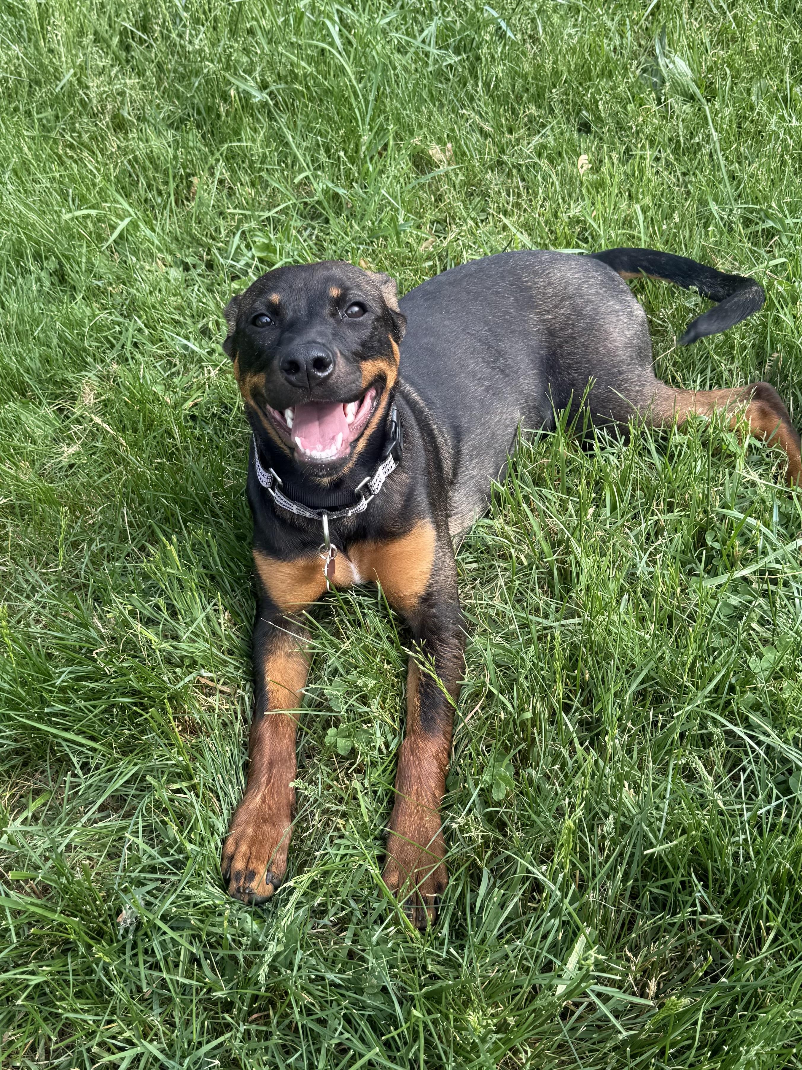 Enlarge Rumi, a ADOPTABLE mixed breed in Succasunna, NJ image 4/6